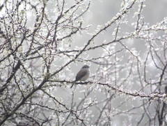 Colorhamphus parvirostris