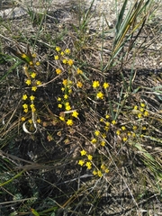 Bupleurum scorzonerifolium