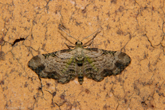 Chloroclystis sphragitis