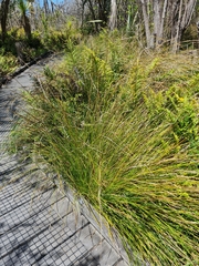 Carex virgata