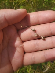 Carex echinodes