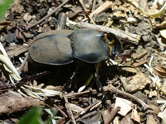 Diloboderus abderus