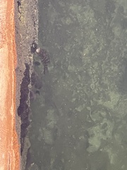 Sphoeroides testudineus