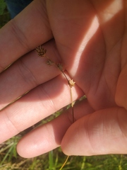 Carex echinodes