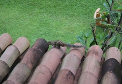 Funambulus palmarum