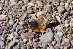 Junonia coenia coenia