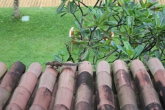 Funambulus palmarum