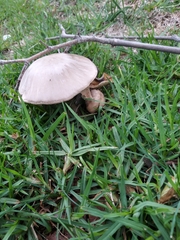 Agaricineae