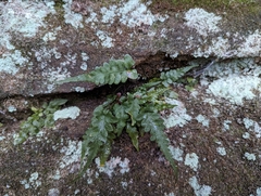 Asplenium pinnatifidum