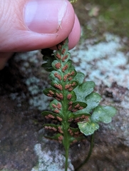 Asplenium pinnatifidum