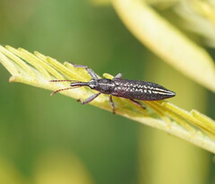 Rhinotia brunnea