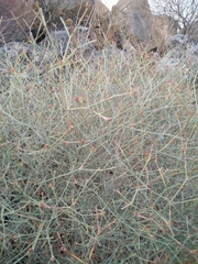 Convolvulus dorycnium