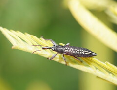 Rhinotia brunnea
