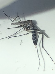 Stegomyia