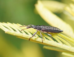 Rhinotia brunnea