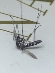 Stegomyia