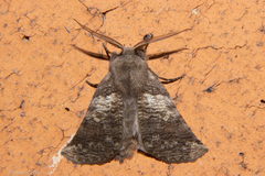 Declana griseata