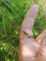 Carex echinodes