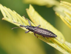Rhinotia brunnea
