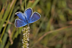 Polyommatus turcicus