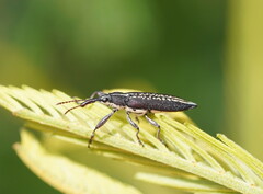 Rhinotia brunnea