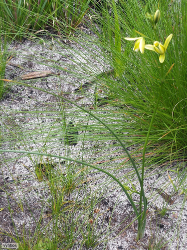 Albuca fragrans
