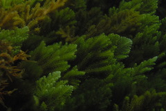 Caulerpa flexilis