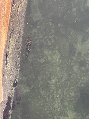 Sphoeroides testudineus