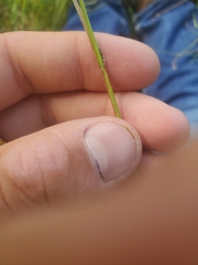 Carex echinodes