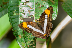 Adelpha serpa