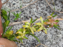 Carpacoce