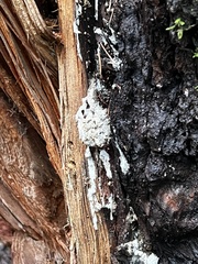 Pseudotsuga menziesii