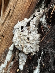 Pseudotsuga menziesii