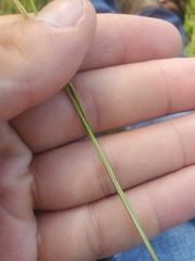 Carex echinodes