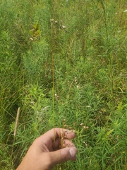 Carex echinodes