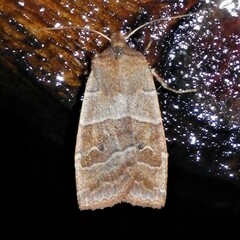 Eupsilia devia