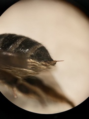 Megachile inermis