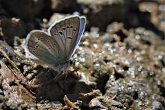 Polyommatus turcicus