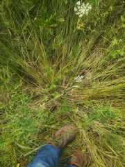 Carex echinodes
