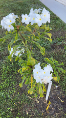 Plumeria pudica