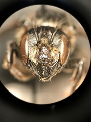 Megachile inermis