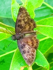 Anastrus sempiternus