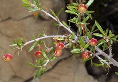 Peraphyllum ramosissimum