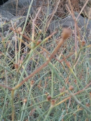 Convolvulus dorycnium