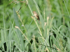 Sporophila caerulescens