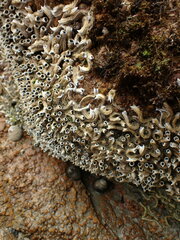 Spirobranchus cariniferus