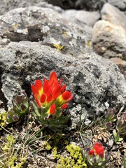 Castilleja tolucensis