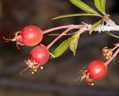 Peraphyllum ramosissimum