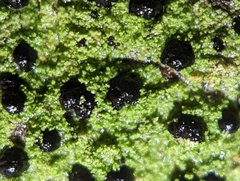 Bacidia schweinitzii