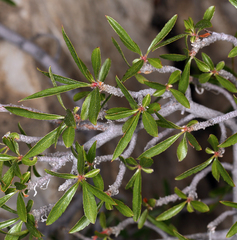 Peraphyllum ramosissimum